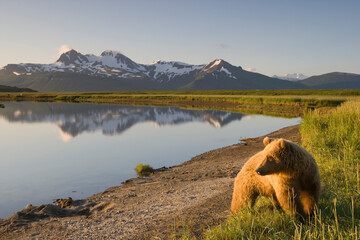 Wall Mural - grizzly bear, katmai national park, alaska