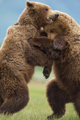 Wall Mural - Grizzly Bears Wrestling, Katmai National Park, Alaska