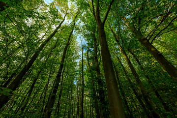 View up to the treetops in the green German forest