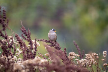 A Sparrow Resting On A Bush