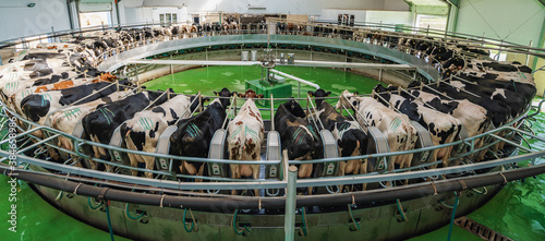 Fotomural Panorama of Cows on milking machine in dairy farm.