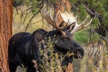 Male(bull) Shiras Moose In The Colorado Forest