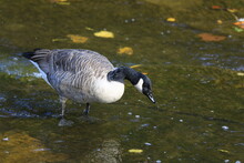 Canadian Goose Feeding In The Shallow River (Branta Canadensis)