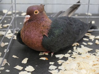 Wall Mural - Side view of an Archangel bird in a wire cage during an exhibit