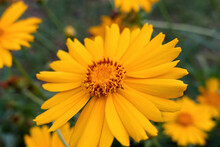 Soft Focus And Close Up Photo Of Yellow Daisy Flower In Garden With Blurred Background