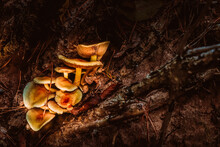 Group Of Orange False Chanterelle Mushrooms, Latin: Hygrophoropsis Aurantiaca Family