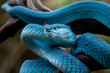 Blue Insularis Viper