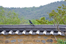A Black-billed Magpie On The Korean Traditional Wall