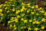 Fototapeta Boho - Yellow Goldenstar flower (Chrysogonum virginianum)