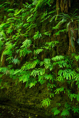  Cascade of green leafy ferns growing out of a mossy wall