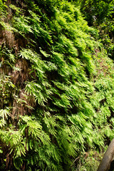 Cascade of green leafy ferns growing out of a mossy wall