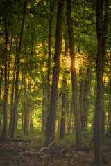  Woods glowing in evening light