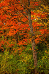 vibrant autumn scene in the woods