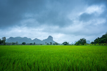 Wall Mural - Paddy Rice Field Plantation in rainy season Landscape