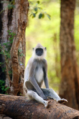 Wall Mural - Tufted gray langur (Semnopithecus directly),also known as Madras gray langur,and Coromandel sacred langur sitting on the ground on a tree trunk. Gray langur on the ground with yellow sunny background.