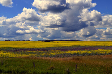 Alberta, Canada - Billowing Clouds over Yellow Field