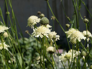 Wall Mural - Scabiosa ochroleuca | Scabieuse ochroleuca, fleur à floraison jaune citron pâle, corolles du pourtour plus longues, sur hampe souple au feuillage vert, découpé, étroit et lobé