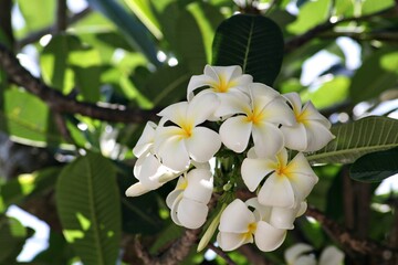 Cluster of white and yellow plumeria or frangipani flowers, soft background