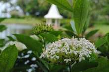 Natural Bouquet Of White Santan Flowers In A Garden, With A Blurred Gazebo In The Background