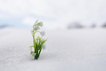 The first spring flowers. Snowdrops in the forest grow out of the snow. White lily of the valley flower under the first rays of the spring sun.