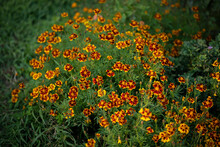 Close-up Photo Of Yellow Tagetes Flowers (marigold) At Autumn Season.