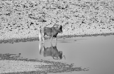 Wall Mural - Black Wildebeest