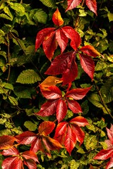 Wall Mural - Herbst Laub Wilder Wein rot  leuchten