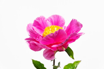 Wall Mural - beautiful pink peony flowers on white background. In full bloom concept.