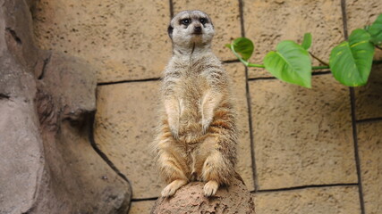 meerkat standing on a stone