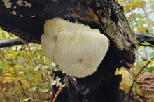 Lion's Mane Mushroom On Oak Tree In The Autumn Forest. ( Hericium Erinaceus )              