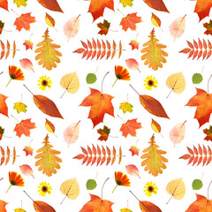 Poster - seamless pattern of autumn leaves isolated on white background