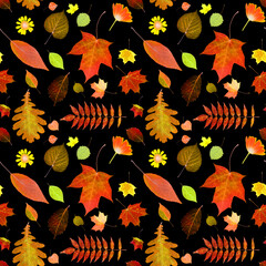Poster - seamless pattern of autumn leaves isolated on black background