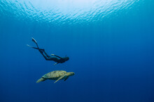 A Female Freediver Is Swimming With A Sea Turtle In A Blue Ocean.