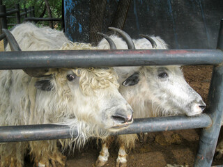 White shaggy yak in the zoo