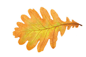 Poster - autumn oak leaf isolated on white background