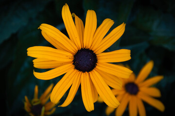 yellow flower on black background