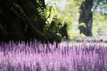 Wall Mural - Beautiful Big blue lilyturf in the field
