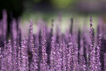 Canvas Print - Beautiful Big blue lilyturf in the field
