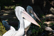 white pelican in a natural habitat