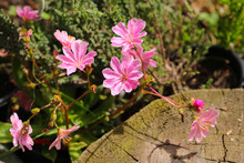 Pink Lewisia Cotyledon Flowers Blooming In Garden.