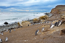 Colony Of Magellanic Penguins On Magdalena Island, Strait Of Magellan, Chile