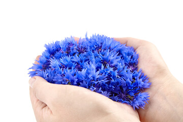 Wall Mural - Blue cornflowers in hands isolated on white background