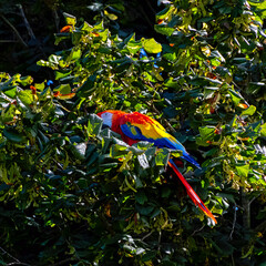 Sticker - Ara macao known as scarlet macaw in the tree