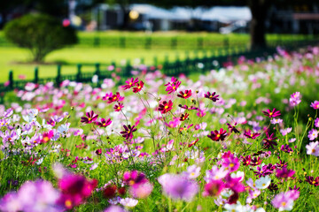 beautiful cosmos flowers in the garden