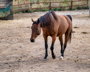 horse in the farm