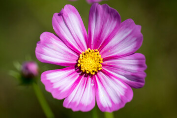 Wall Mural - Beautiful cosmos flowers in the garden
