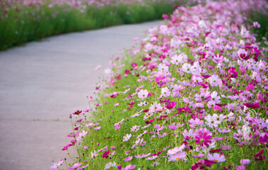 beautiful cosmos flowers in the garden