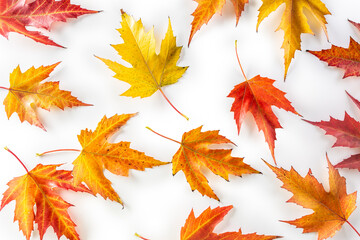Wall Mural - Autumn leaves of various vibrant colours scattered on an isolated white background