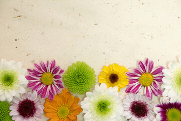 Wall Mural - beautiful chrysanthemum on the Korean traditional paper texture
