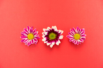 Wall Mural - beautiful chrysanthemum on the red background
